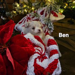 Buddy - White male Maltese puppy in Terrell, Texas from PBJ Farms