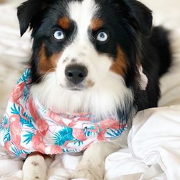 Miniature American Shepherds and Miniature Australian Shepherds from Scv minis