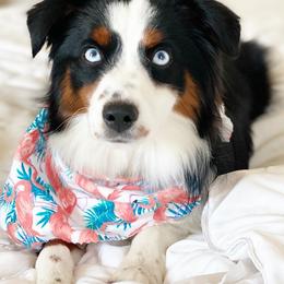 Miniature American Shepherds and Miniature Australian Shepherds from Scv minis