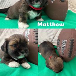 Matthew - Charcoal male Lhasa Apso puppy in Cincinnati, Ohio from Shangri-La Lhasa Apsos