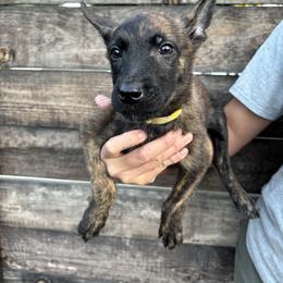 Shelly - Gold brindle female Dutch Shepherd puppy in San Jose, California from Brandon's Dutch Shepherds