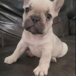 Winston - Fawn and white male French Bulldog puppy in Stockton, Missouri from Willis Family Frenchies
