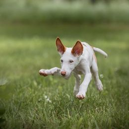 Ibizan Hound Puppies from Nevaeh Ibizan Hounds