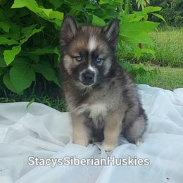 Alexei - Agouti and white Siberian Husky puppy in Georgia from Stacy's Siberian Huskies