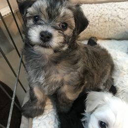 Havanese Puppies from Selah Havanese