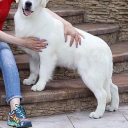 Bernese Mountain Dog and Golden Retriever All Grown Up from Gold Point Pups