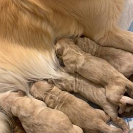 Golden Retriever Puppies from Brooke Zuidervaart