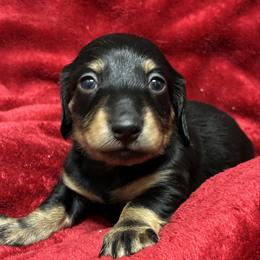 Layla - Black and tan female Dachshund puppy in Dobson, North Carolina from Oakleys Dachshund Haven
