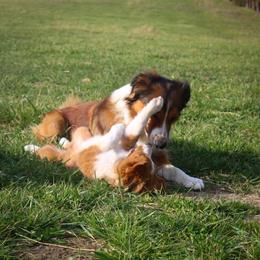 English Shepherd Puppies from Town & Country English Shepherds