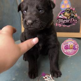 Woozle - Black female German Shepherd puppy in Livingston, Kentucky from Illyria Dox & GSD