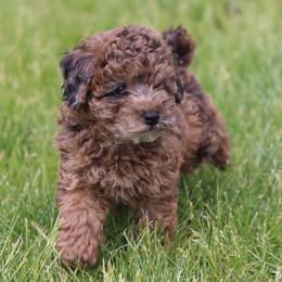 Olivia - Merle female Whoodle puppy in West Bend, Iowa from Blue Skies Terriers