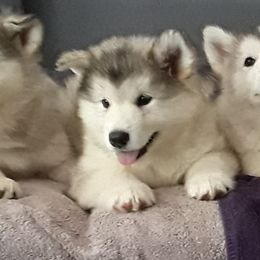 Alaskan Malamute Puppies from Illusion Kennel