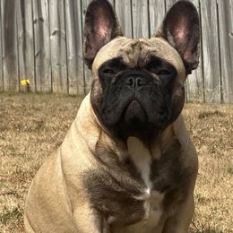 Ellie - French Bulldog