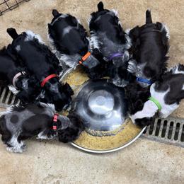 Miniature Schnauzer Puppies from Murphree Valley Kennels