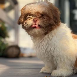 Male 1 - Liver and white male Shih Tzu puppy in Union City, Georgia from Chinx Puppy Songs