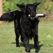 English Springer Spaniels and Flat-Coated Retrievers from Rustic Sporting Dogs