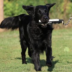 English Springer Spaniels and Flat-Coated Retrievers from Rustic Sporting Dogs