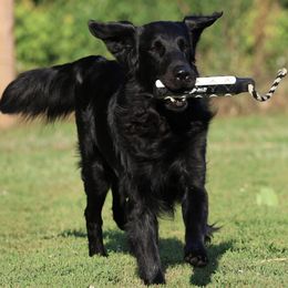 English Springer Spaniels and Flat-Coated Retrievers from Rustic Sporting Dogs