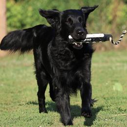 English Springer Spaniels and Flat-Coated Retrievers from Rustic Sporting Dogs