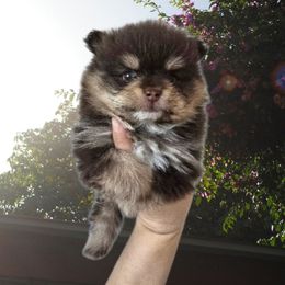 Turtle - Chocolate and tan male Pomeranian puppy in Texas from Ruby's Poms