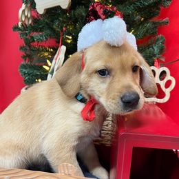 Light Blue - Yellow male Labrador Retriever puppy in Heath Springs, South Carolina from Rich Hill Retrievers