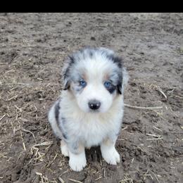 Australian Shepherd Puppies from Creekside Aussies