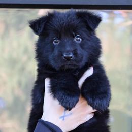 Harley - Black female German Shepherd puppy in Canton, Texas from WILDWOOD GERMAN SHEPHERDS