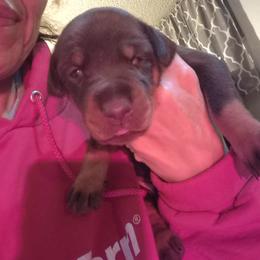 Doberman Pinscher Puppies from Stand Alone European Dobermans