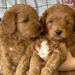 Goldendoodles from Natalie Cole's Goldendoodles