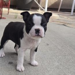 Piper - Seal and white female Boston Terrier puppy in Fresno, California from 4 The Love of Boston