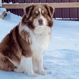 River - Australian Shepherd