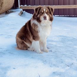 River - Australian Shepherd