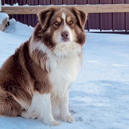 River - Australian Shepherd