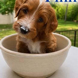 FINN - Red  male Goldendoodle puppy in Minneapolis, Minnesota from The Golden Roo