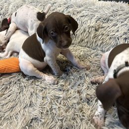 Girl- Cyan - White and liver female German Shorthaired Pointer puppy in Spencer, Massachusetts from Outback Kennels