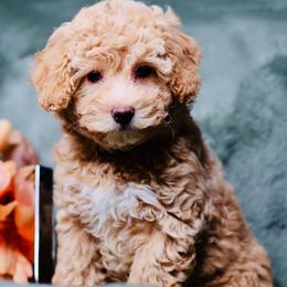 Ivory - Cream female Goldendoodle puppy in Forney, Texas from Diamond Doodle Pups and Poodles