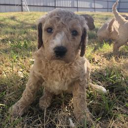 Golden Retriever and Goldendoodle Puppies from Penny Doodles