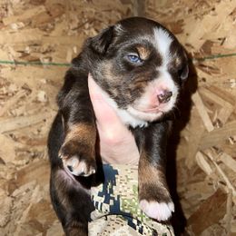 Red tri 2 - Red tri male Miniature Australian Shepherd puppy in Dayton, Washington from Rafter 22 Aussies