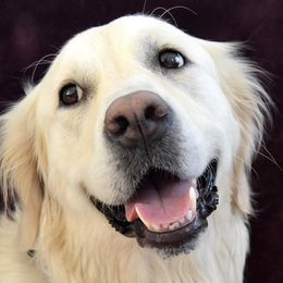 Golden Retrievers and Working Dog Crosses from Level Up Retrievers