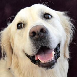 Golden Retrievers and Working Dog Crosses from Level Up Retrievers