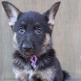 Purple Girl - Black and tan female German Shepherd puppy in La Pine, Oregon from Granville/Diamond Peak German Shepherds