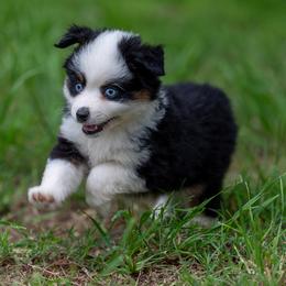 Nova - Black tri male Toy Australian Shepherd puppy in Granbury, Texas from Best Little Aussies