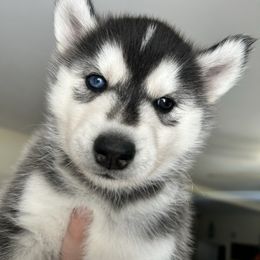 Scary - Black and white male Siberian Husky puppy in Canton, Ohio from Bleu Skies Siberian Huskies