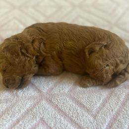 Willie - Red  male Goldendoodle puppy in Feasterville, Pennsylvania from Taylor Doodles
