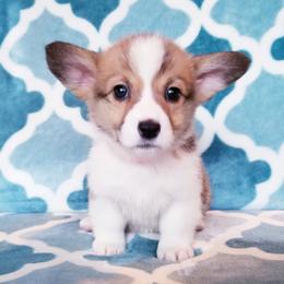 American Corgi and Pembroke Welsh Corgi Puppies from Whimsical Treasure Corgis