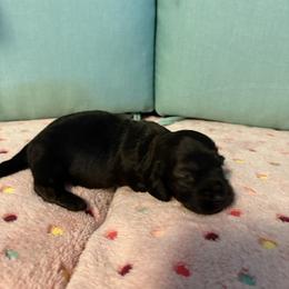Brindle boy - Brindle male Dachshund puppy in Live Oak, Florida from The Weenie Herd Mom