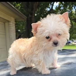 Boy 1 - Gold male Yorkshire Terrier puppy in Houston, Texas from Little things