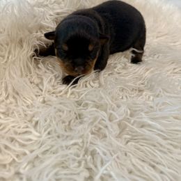 Drako - Black and mahogany male Rottweiler puppy in Denver, Colorado from Denver Rottweilers