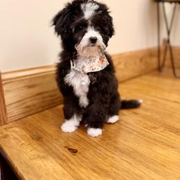 Pepper Tiny girl 3.5lbs - Black female Goldendoodle puppy in Upper Sandusky, Ohio from Rock Run Homestead