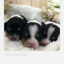 Dachshund Puppies from Pine & Pasture Dachshunds